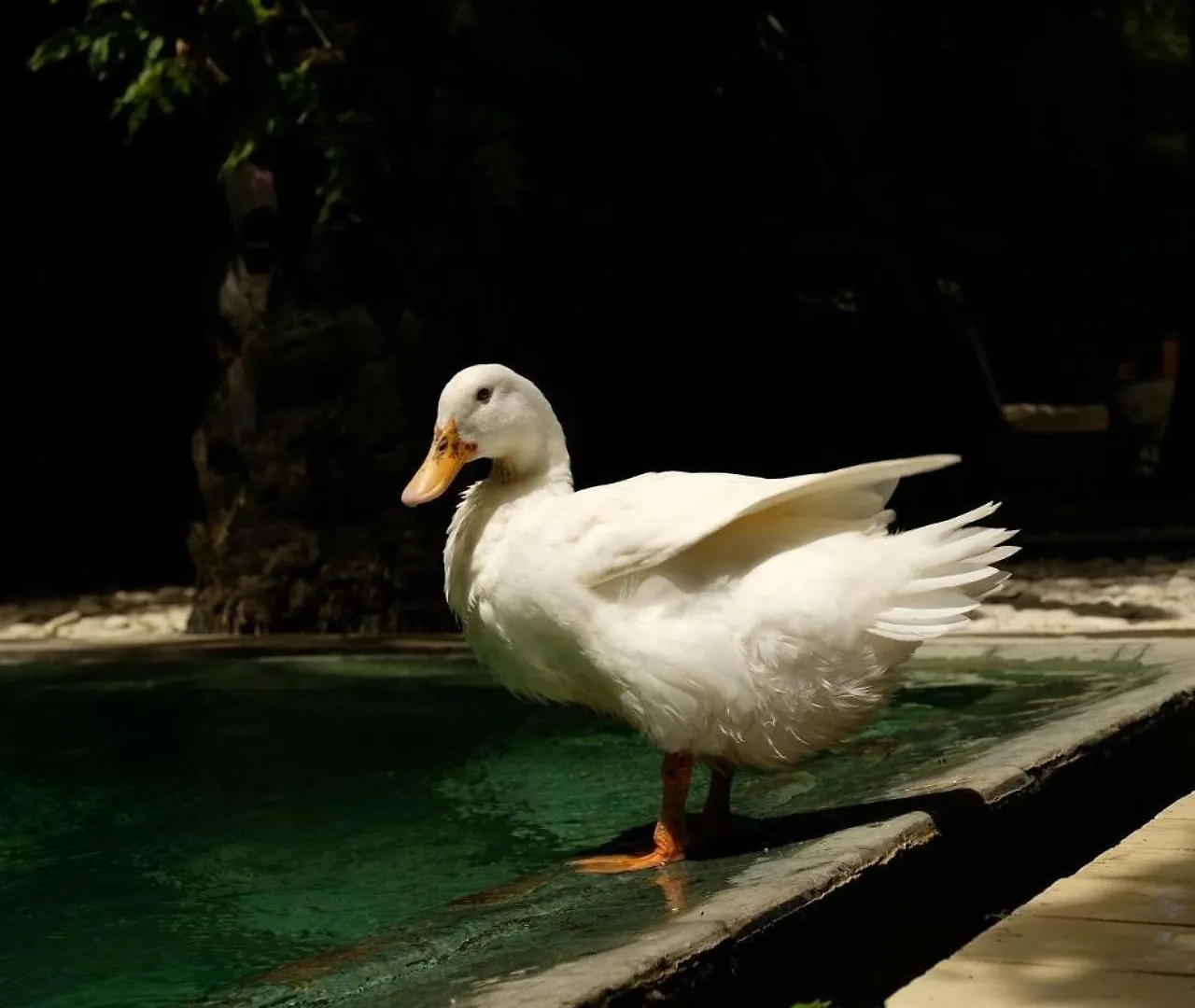 White Goose Boutique Hotel Canggu